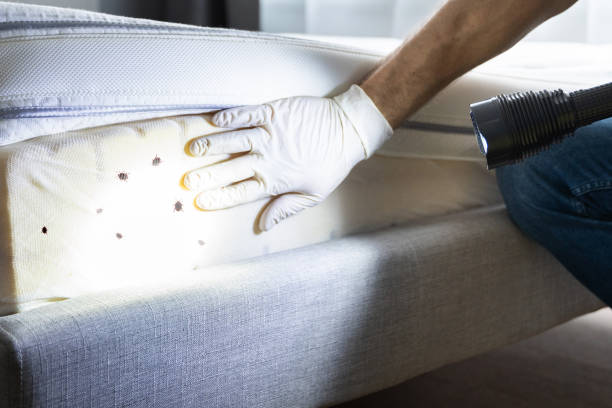 Best Termite Control Services  in Tuckahoe, VA